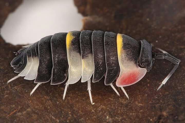Exotic Isopods