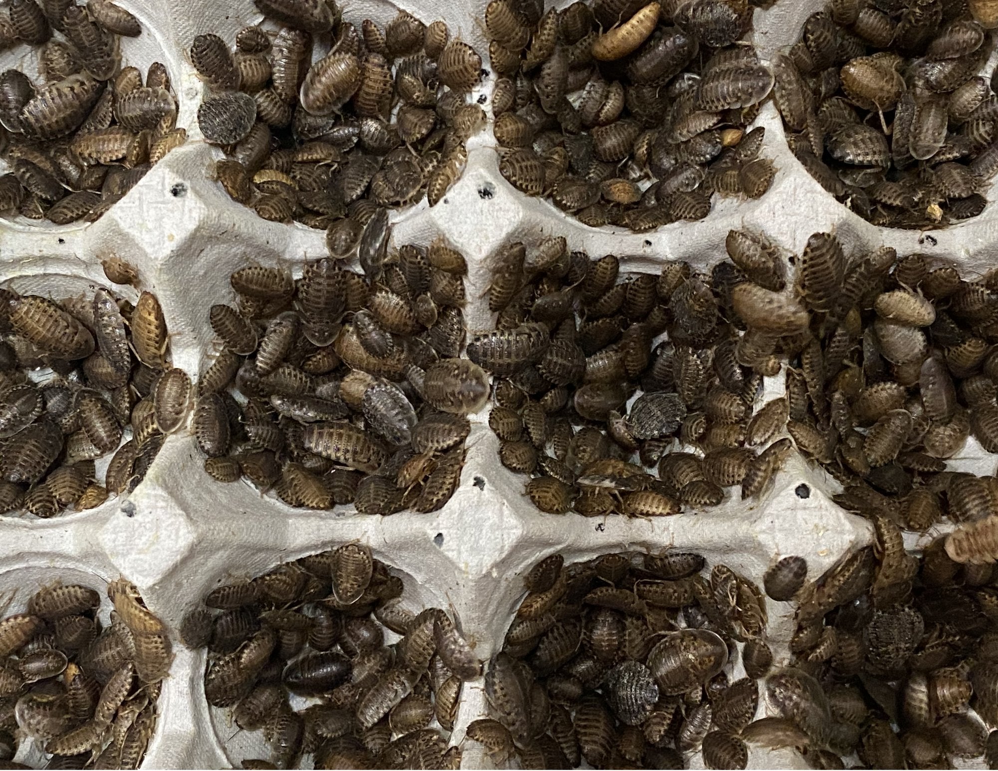 Dubia Roaches – Reptile Food Dubia Roaches – Reptile Food