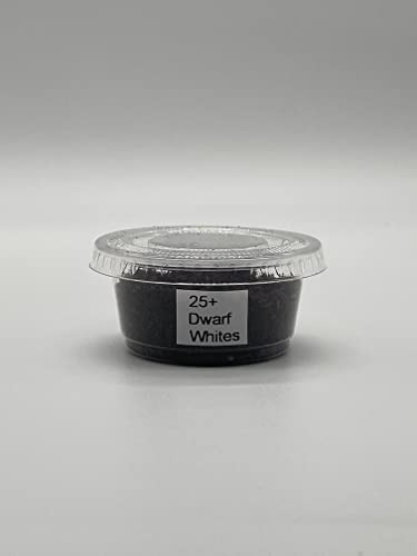 Dwarf White Isopods (Qty-10) | (Trichorhina tomentosa)