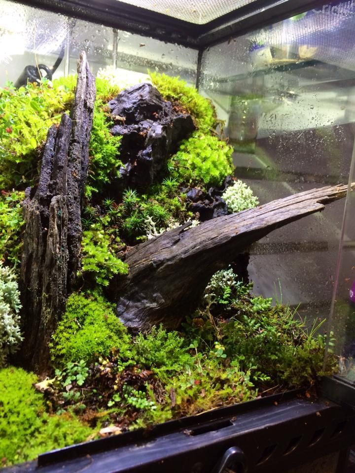 terrarium with live plants Live Terrarium Moss. Live Carpet Moss – WestCoastRoaches LLC