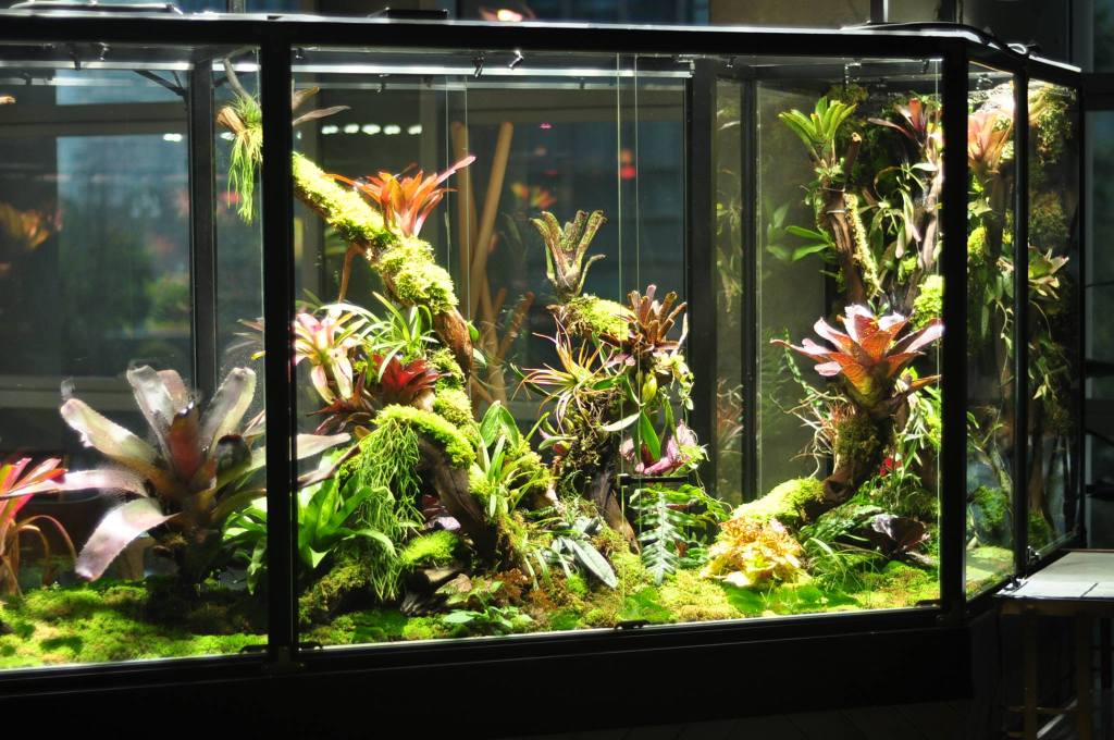 Live Terrarium Moss.  Live Carpet Moss