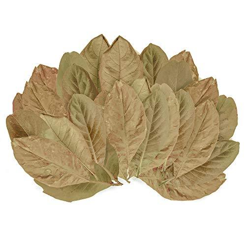 2 Pack IsoPod Leaf Litter Substrate