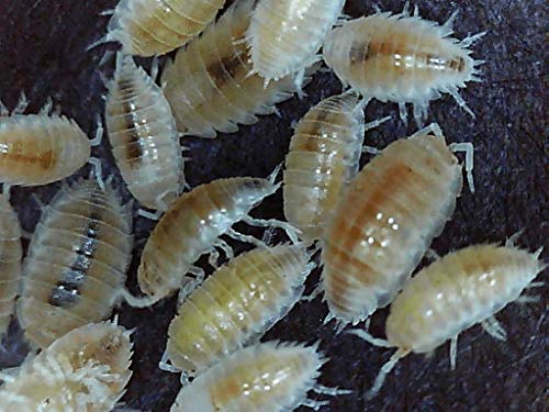 Dwarf White Isopods (Qty-10) | (Trichorhina tomentosa)