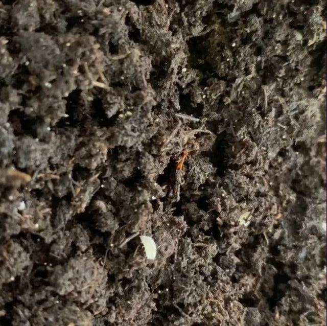 Dwarf White Isopods (Qty-10) | (Trichorhina tomentosa)