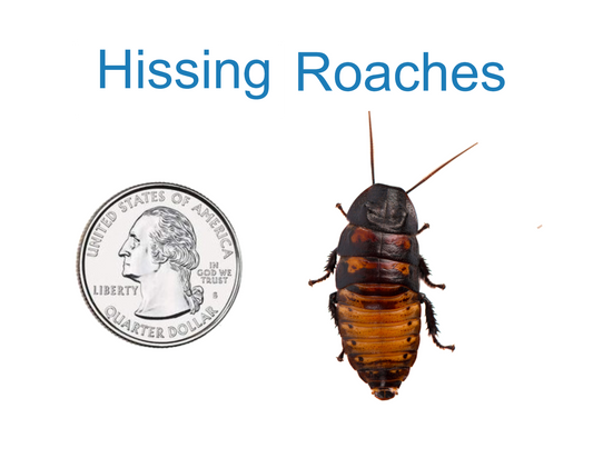 Giant Madagascar Hissing Cockroach  Gromphadorhina portentosa