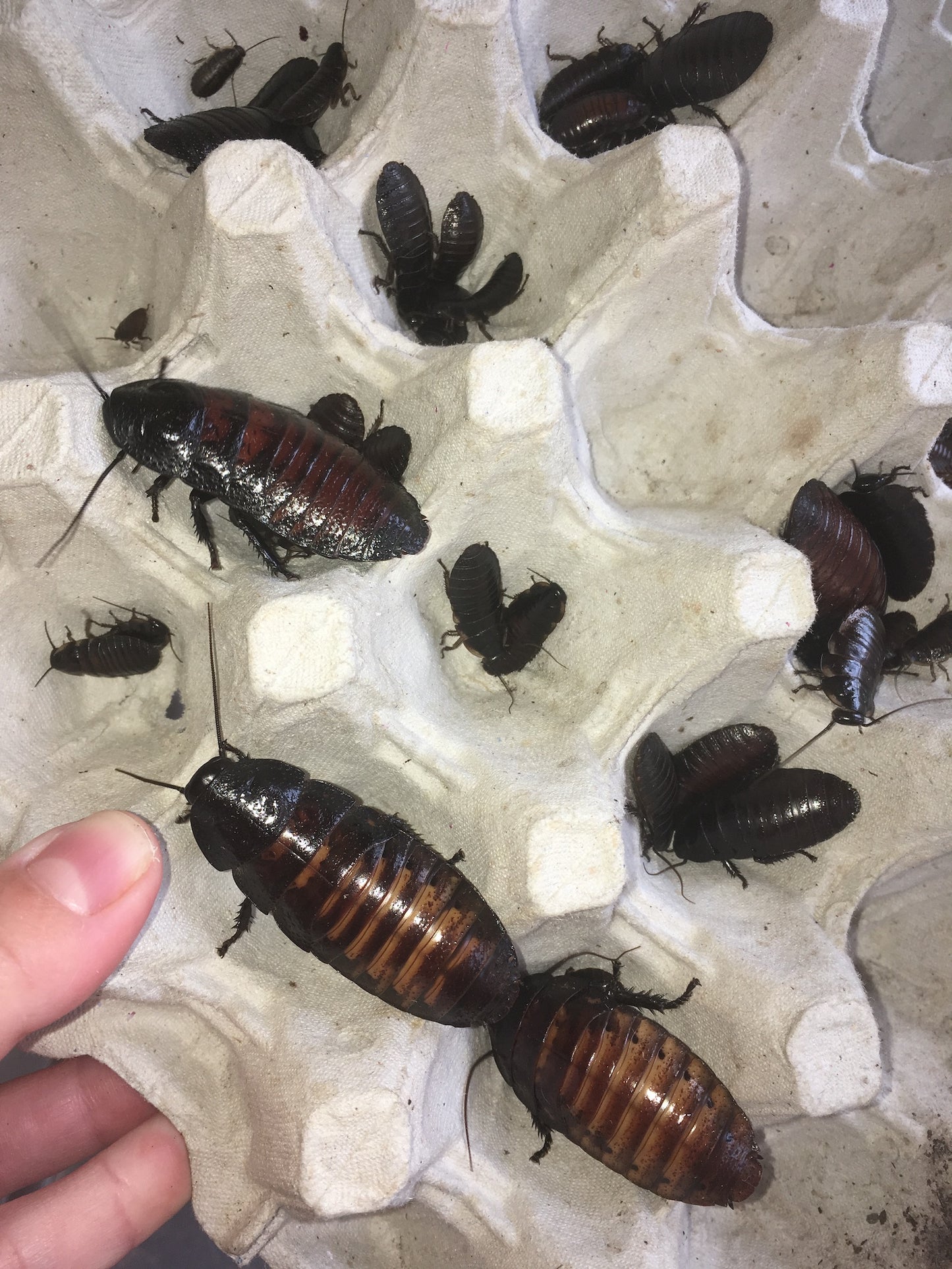 Giant Madagascar Hissing Cockroach  Gromphadorhina portentosa