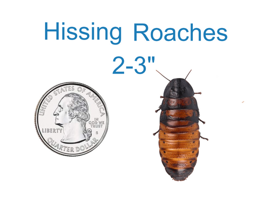 Giant Madagascar Hissing Cockroach  Gromphadorhina portentosa