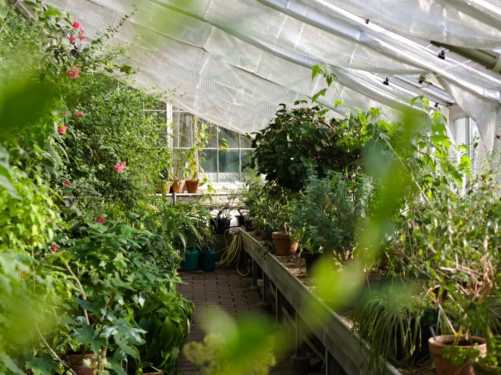 Insect Frass Fertilizer