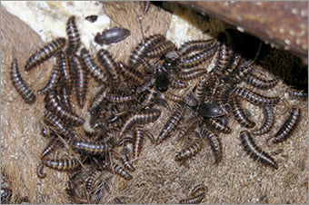 Insect Colony Cleaner Crews