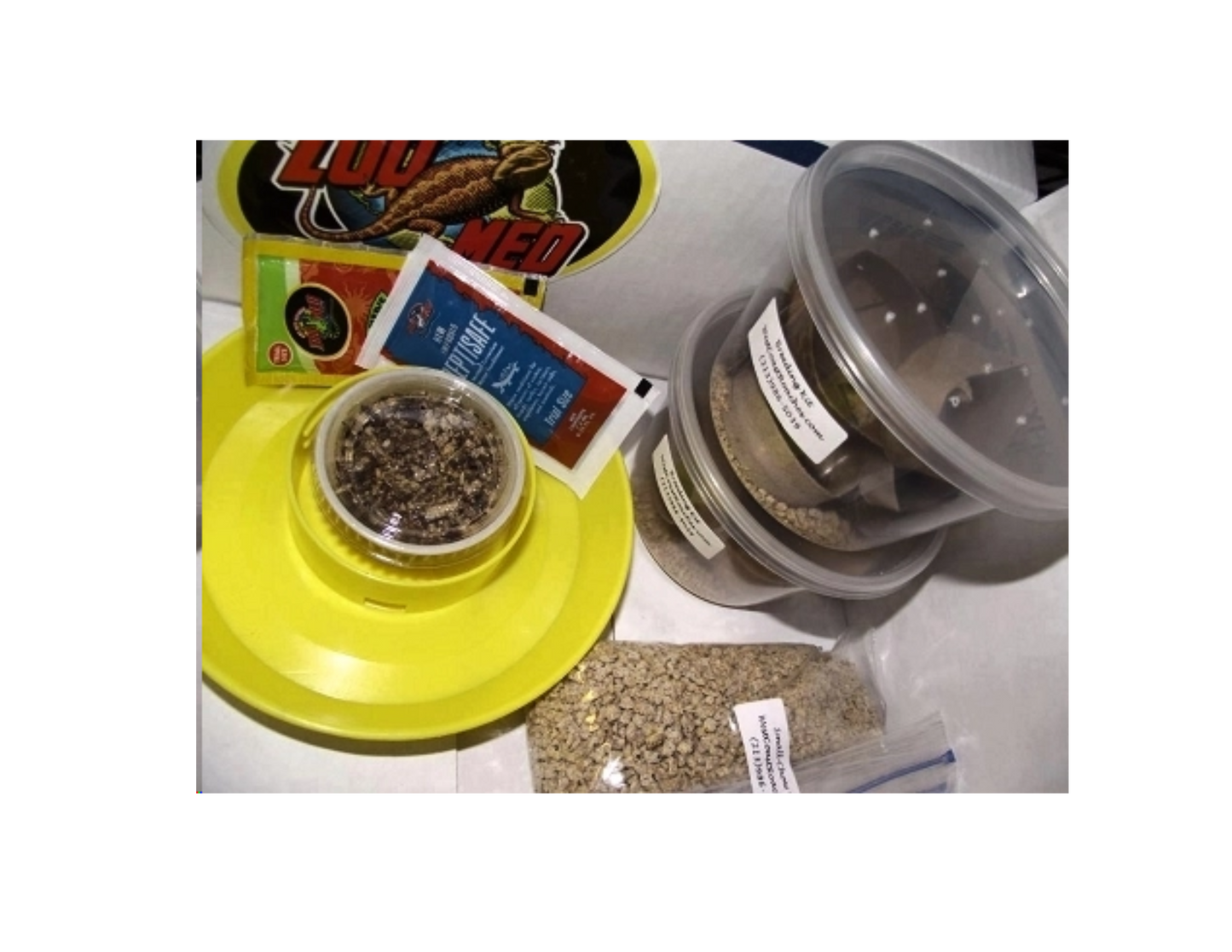 Dubia Roach Breeding Kit
