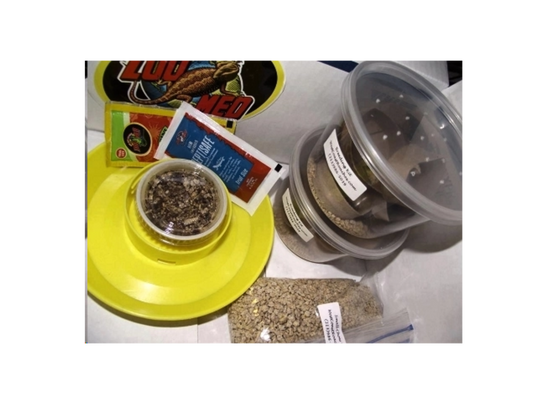 Dubia Roach Breeding Kit