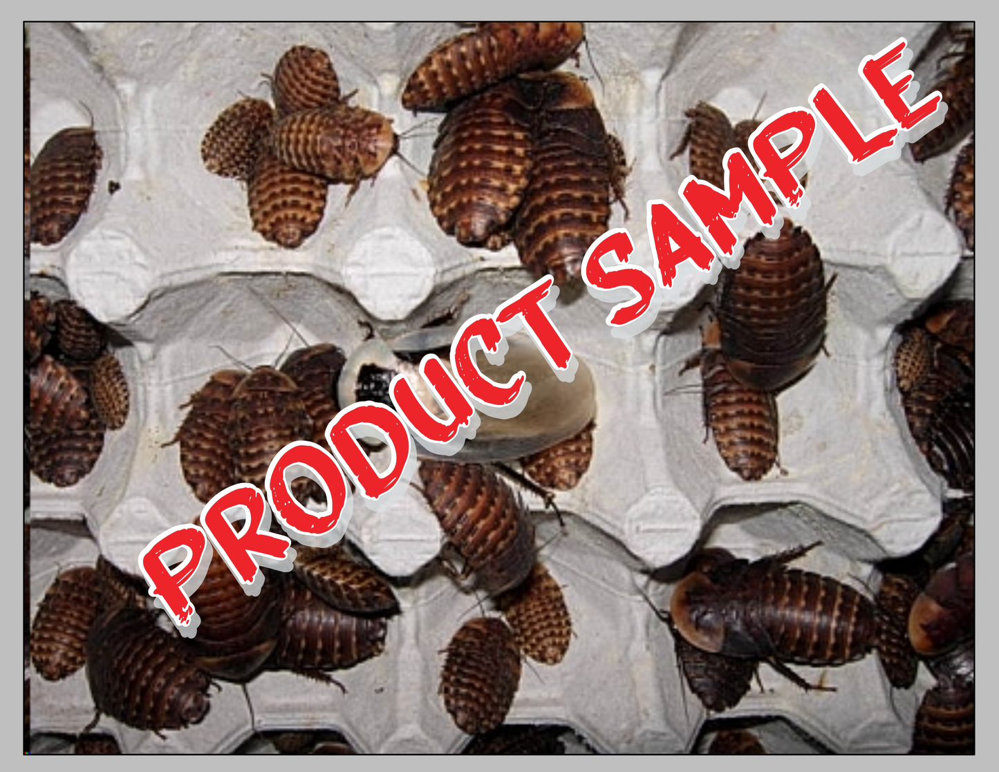 Free Sample Discoid Roaches