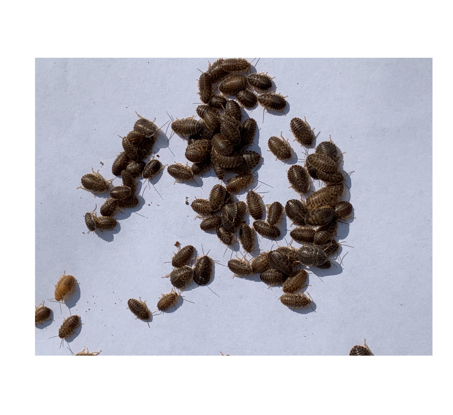 Small Dubia Roach Reptile Feeders