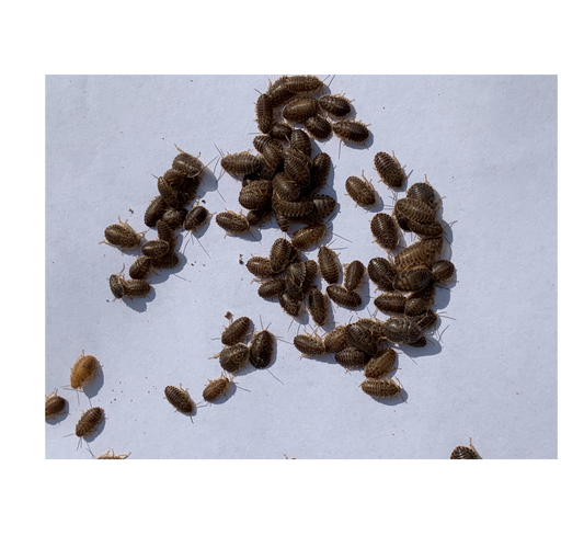 Small Dubia Roach Reptile Feeders