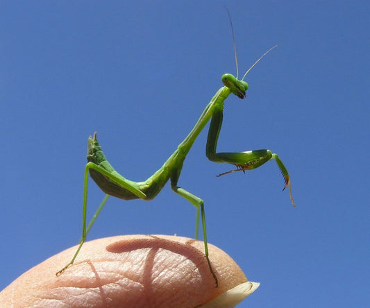 Chinese Praying Mantids L1-L2 Nymphs