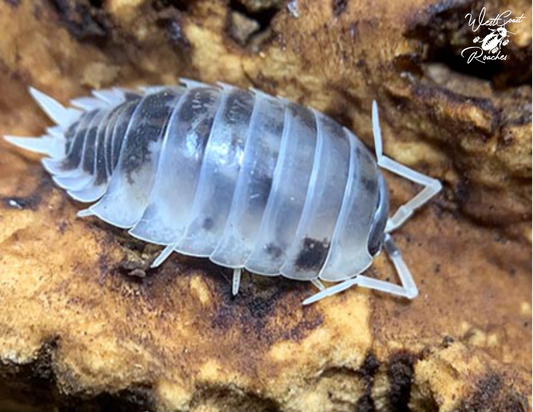 Porcellio laevis