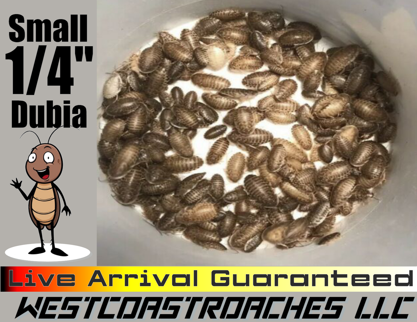 Small Dubia Roach Reptile Feeders