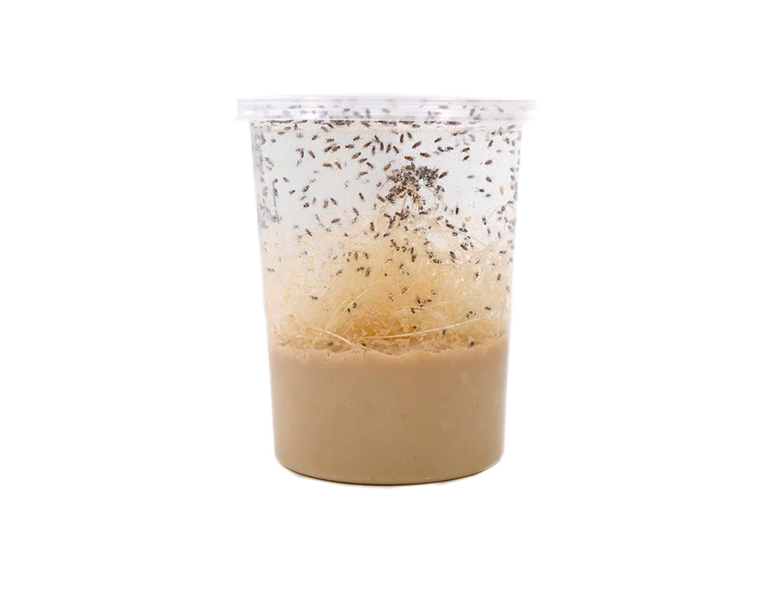 Flightless Fruit Fly Cultures Live Fruit Fly Cultures Reptile Flightless fruit fly cultures live fruit fly cultures reptile
