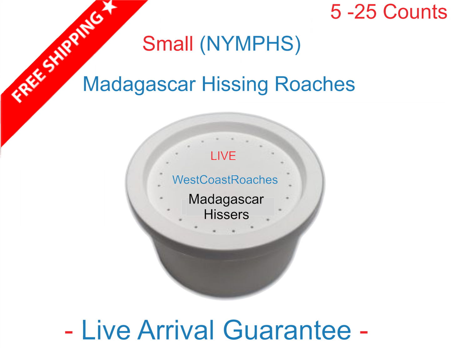 Cupped Madagascar Hissing Roaches | Hissing Roaches | Gromphadorhina Portentosa | Nymphs