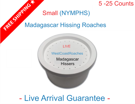 Cupped Madagascar Hissing Roaches | Hissing Roaches | Gromphadorhina Portentosa | Nymphs