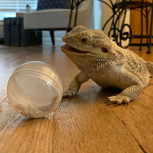 Bearded Dragon Activity Ball . Keep your dragon in top top shape.