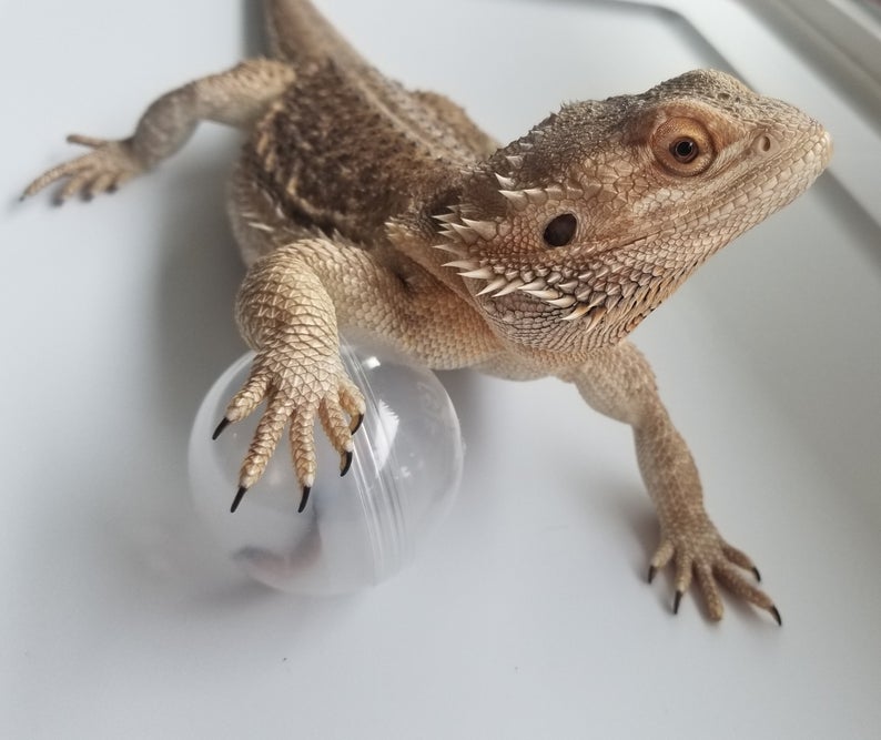 Bearded Dragon Activity Ball . Keep your dragon in top top shape.