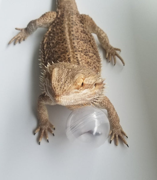 Bearded Dragon Activity Ball . Keep your dragon in top top shape.