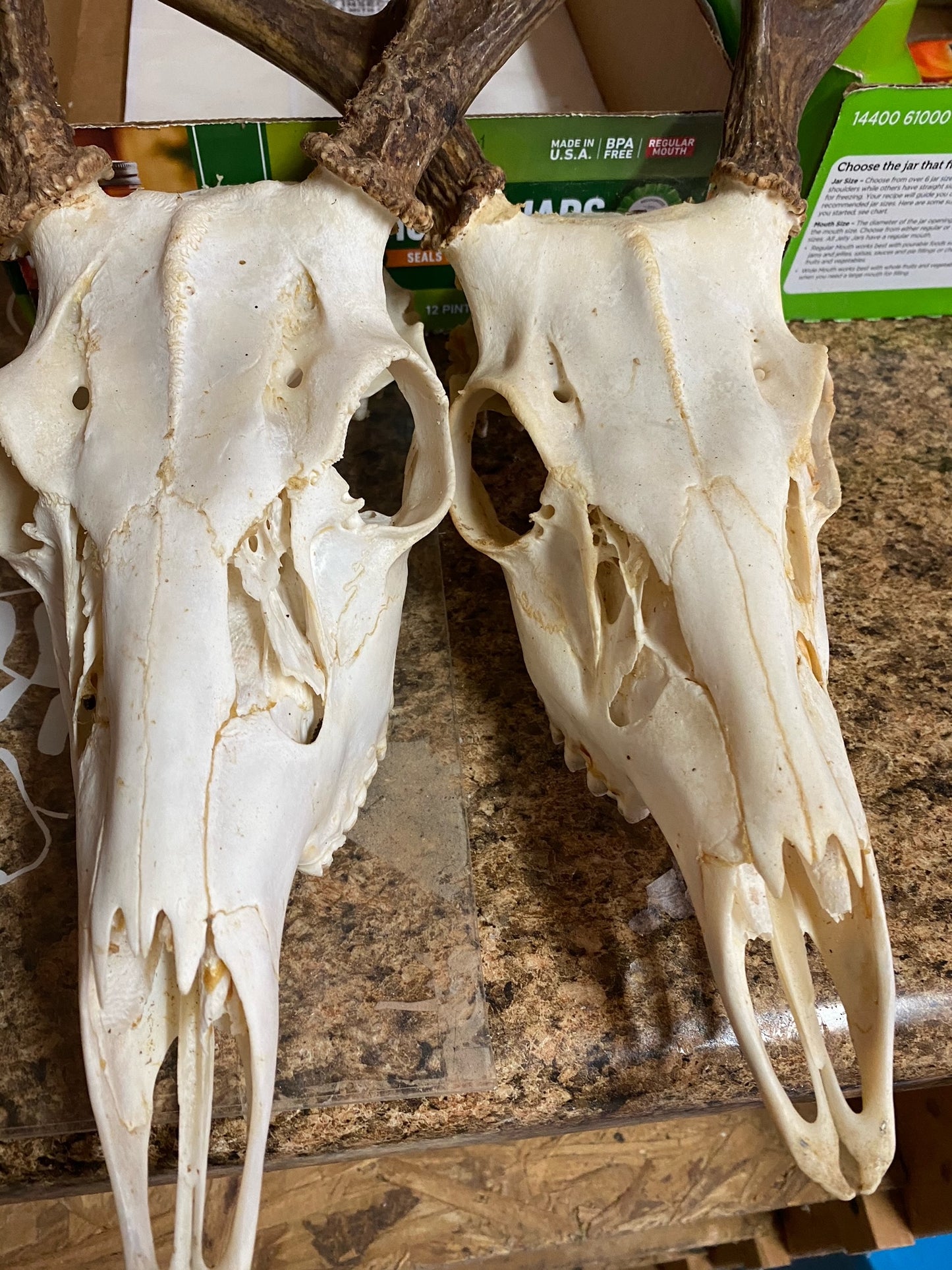 Insect Colony Cleaner Crews