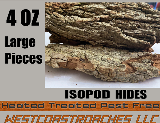 Dried Locust Bark Isopod Bioactive Terrarium