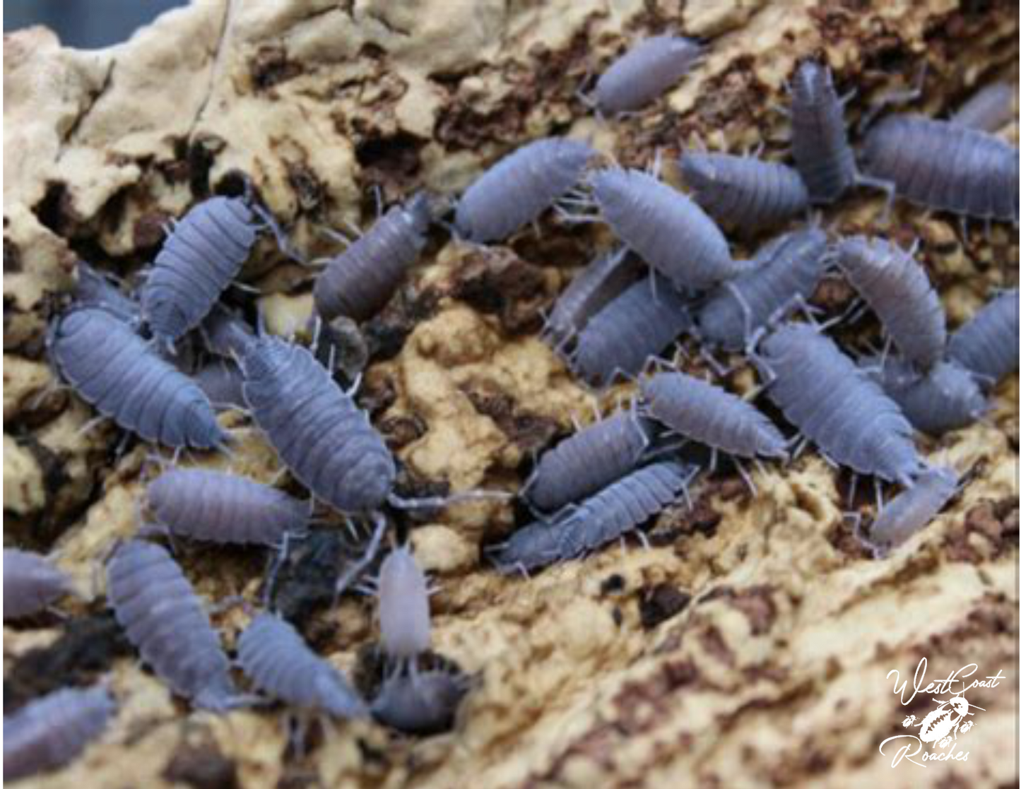Powder Blue Isopods (Porcellio Pruinosus)