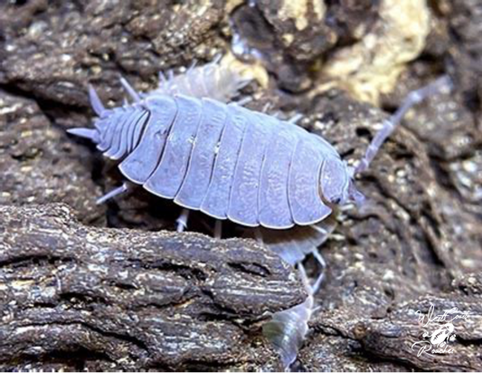 Powder Blue Isopods (Porcellio Pruinosus)