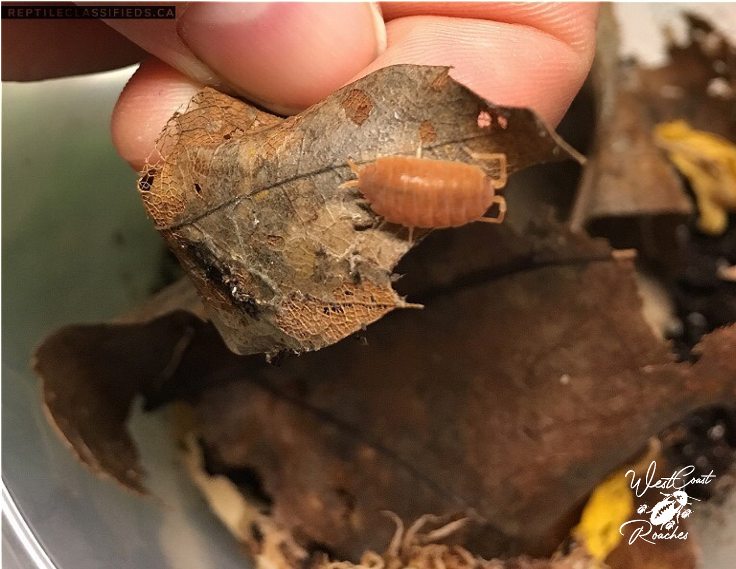 Powder Orange Isopods (Porcellionoides Pruinosus)