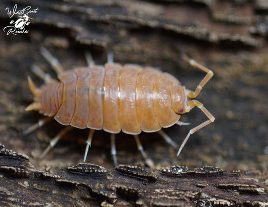 Powder Orange Isopods (Porcellionoides Pruinosus)