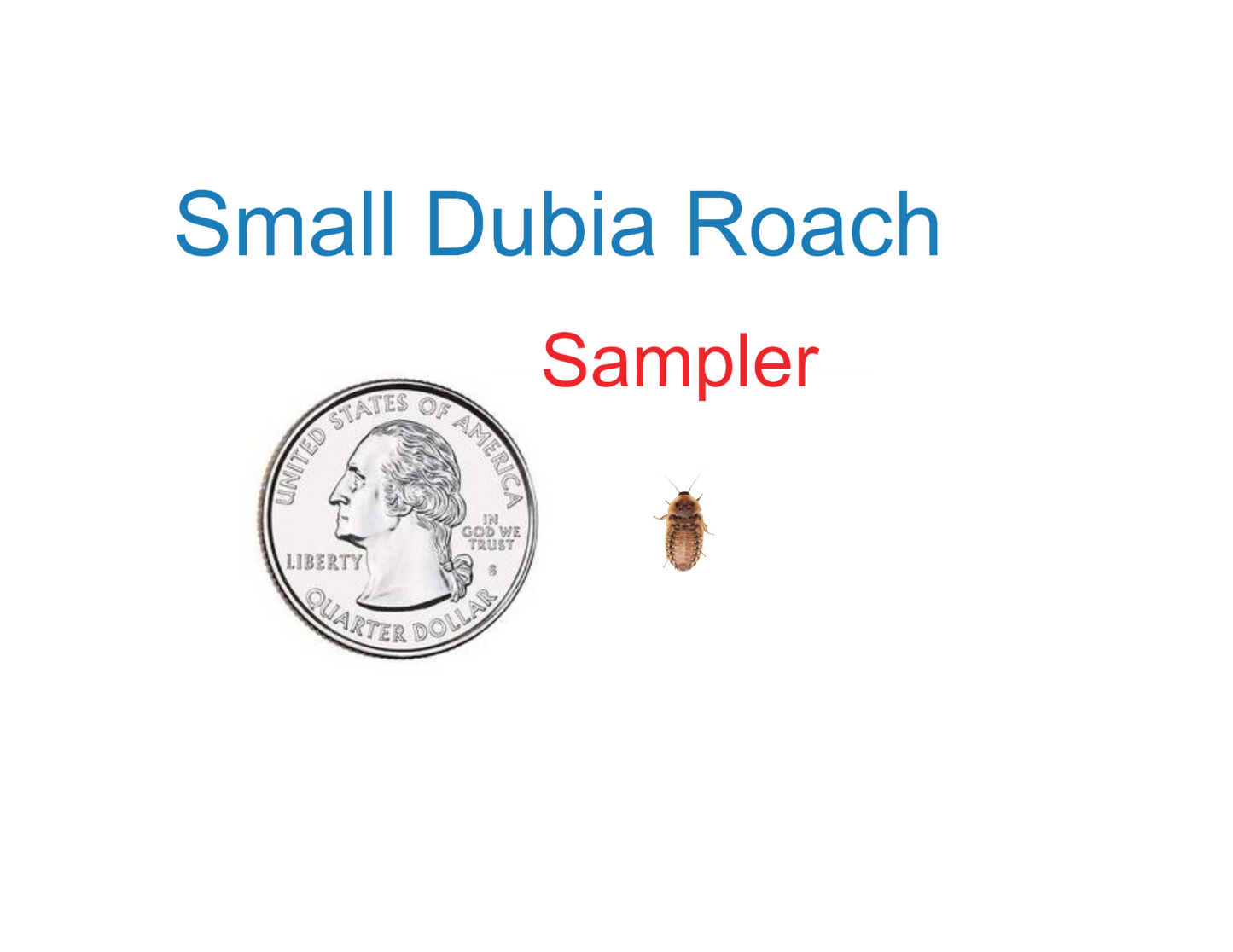 100 FREE Small Dubia Sample