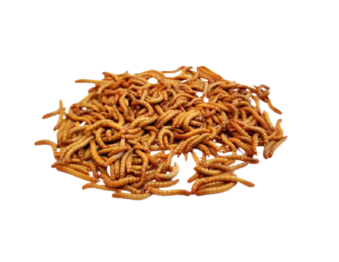Large Mealworms Organic Mealworms