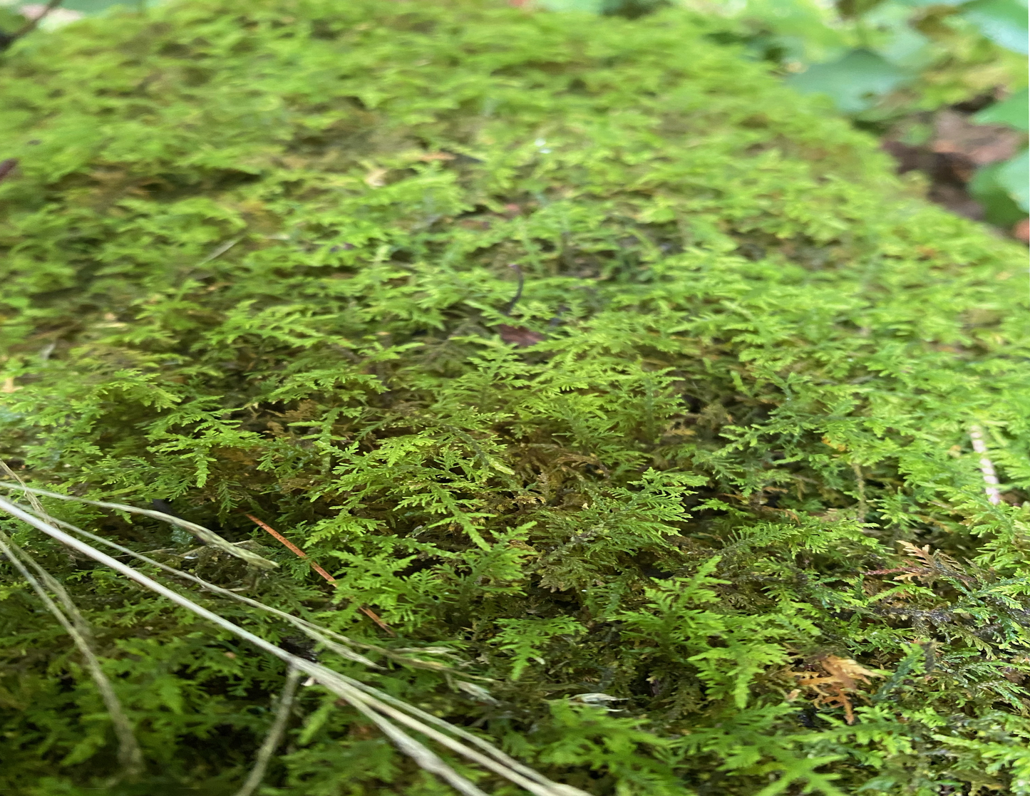 Live Terrarium Moss.  Live Carpet Moss