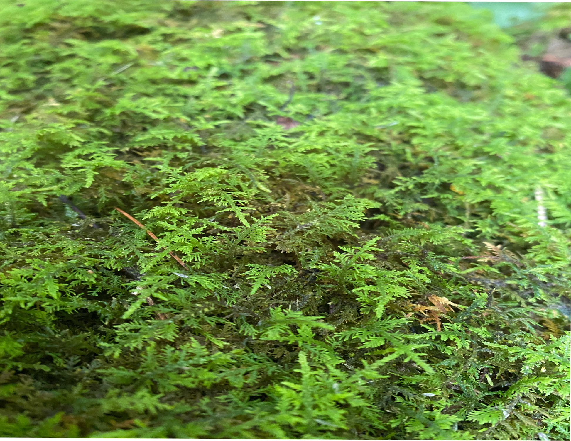 Live Terrarium Moss. Live Carpet Moss