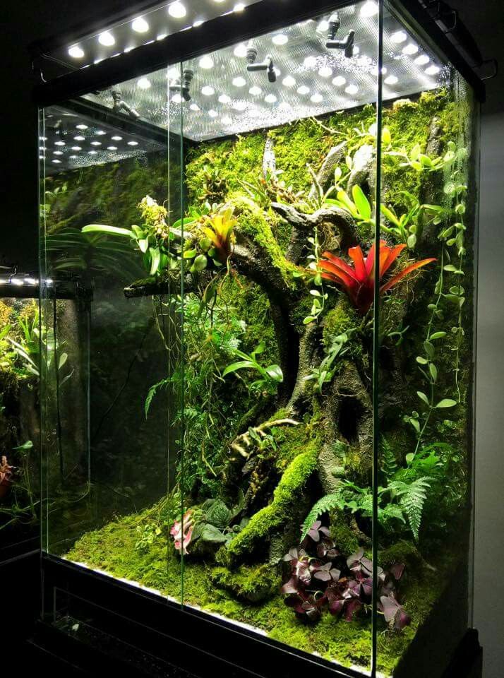 terrarium carpet plants Live Terrarium Moss. Live Carpet Moss – WestCoastRoaches LLC