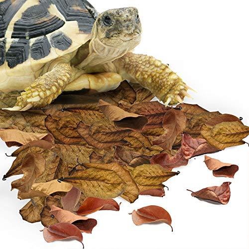 2 Pack IsoPod Leaf Litter Substrate