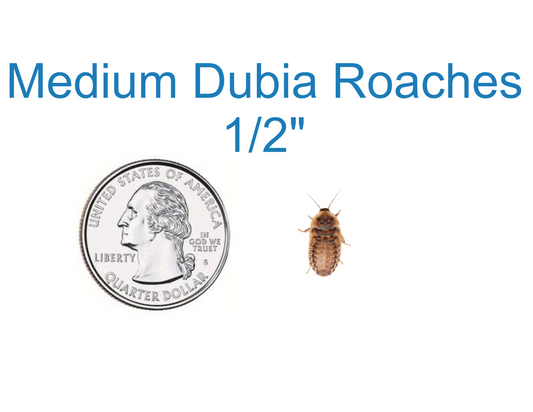 Medium Dubia Roaches