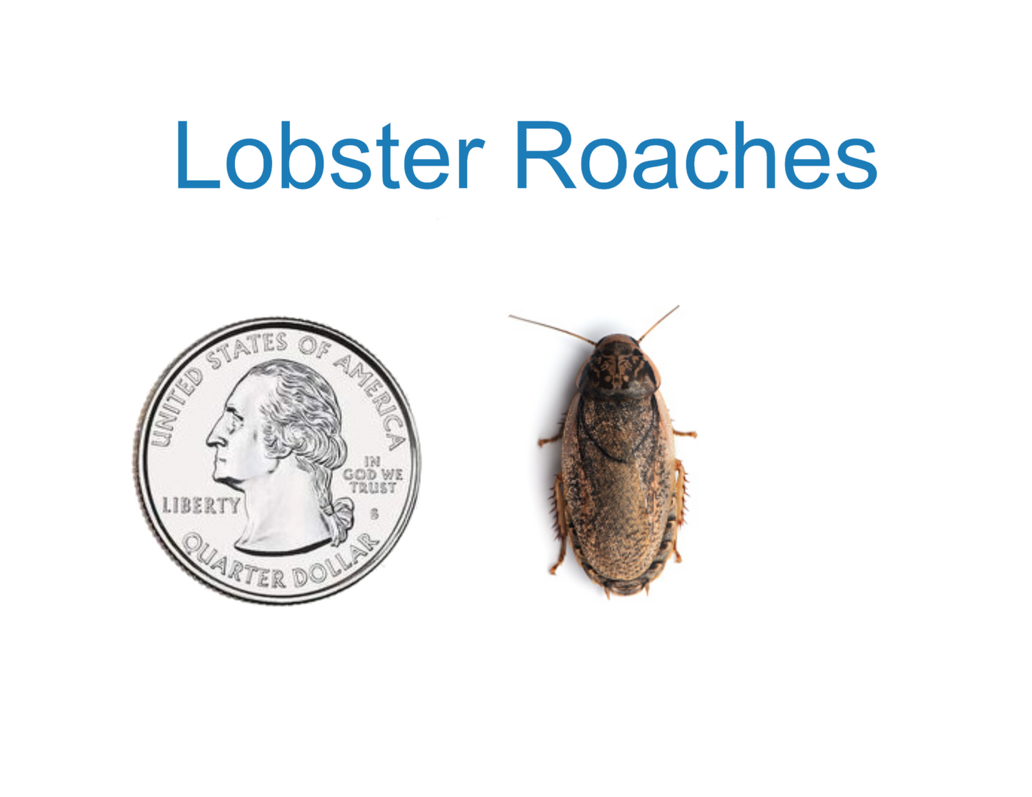 Lobster Roach Reptile Feeders