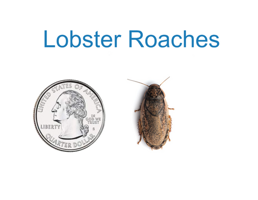 Lobster Roach Reptile Feeders