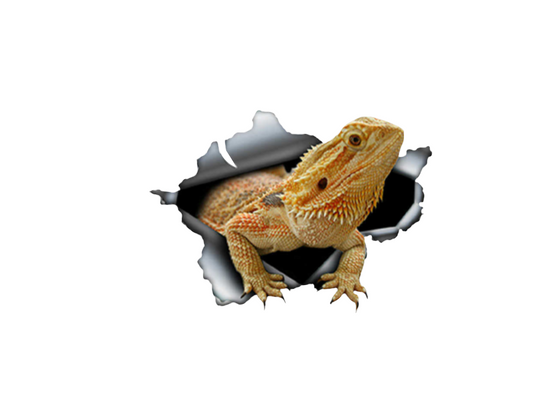 Color Bearded Dragon Decal