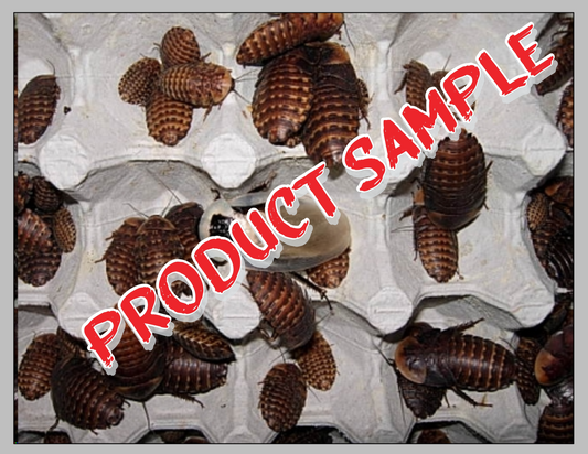Free Sample Discoid Roaches