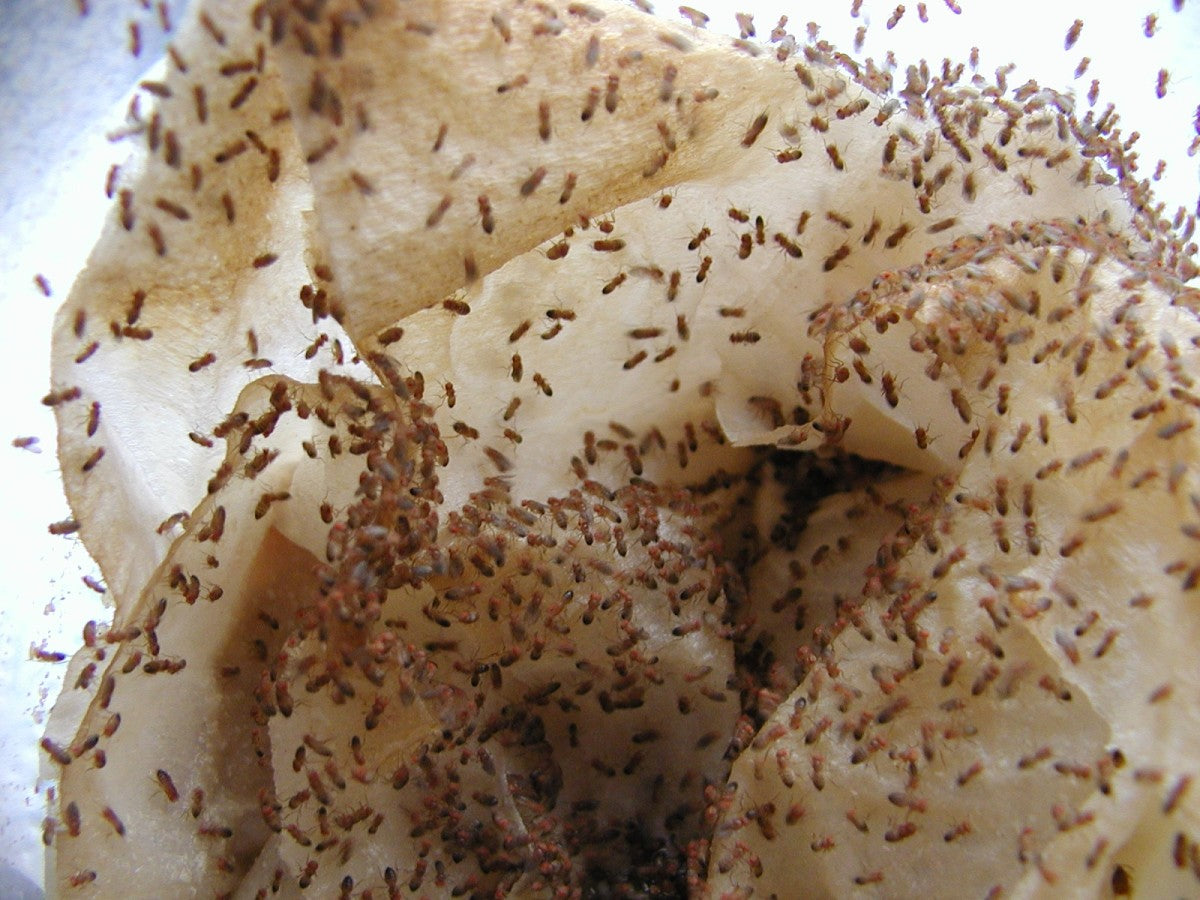 Flightless Fruit Fly Cultures | Drosophila Melanogaster