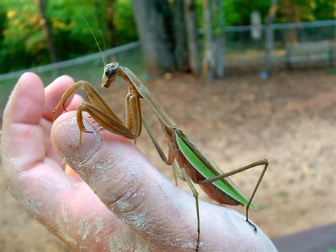 Chinese Praying Mantids L1-L2 Nymphs