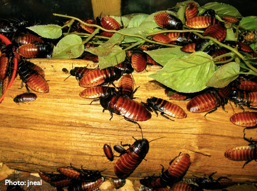 Madagascar Hissing Roach Breeding Kit