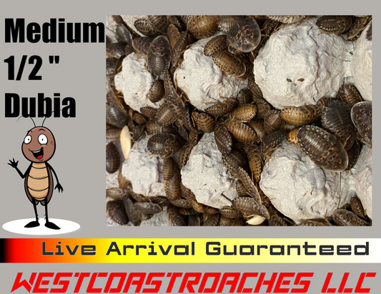 Medium Dubia Roaches Reptile Feeders - Medium 1/2" Bulk Dubia Roach Nymphs