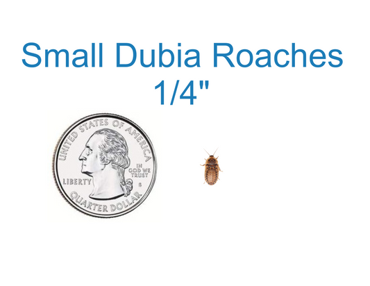 Small Dubia Roaches